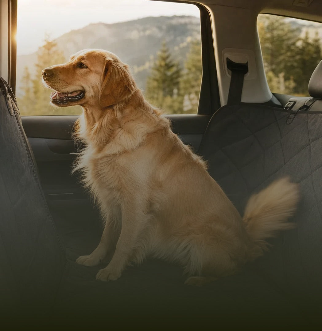 Car Travel